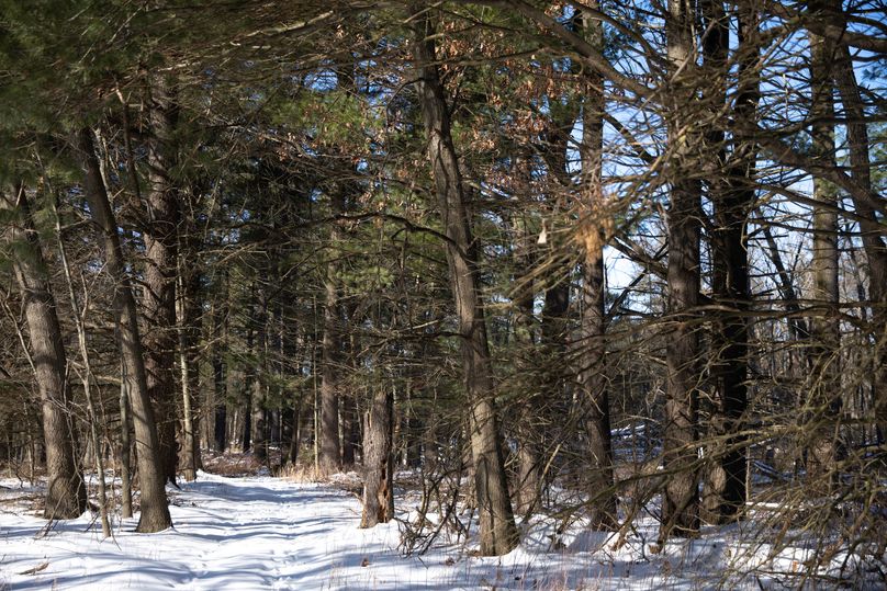 16 trails through the timber