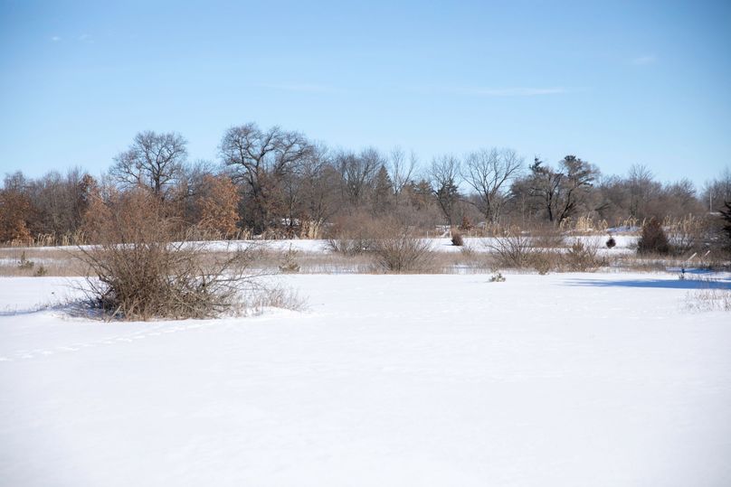17 large food plot with newly frost seeded switchgrass for nearby cover