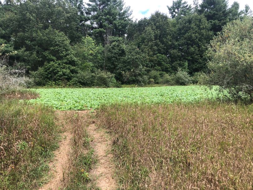 18 summer food plot