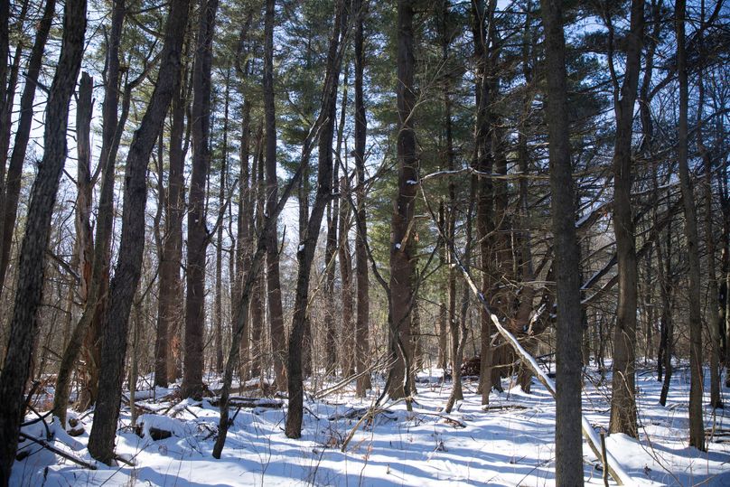 24 various pine stands