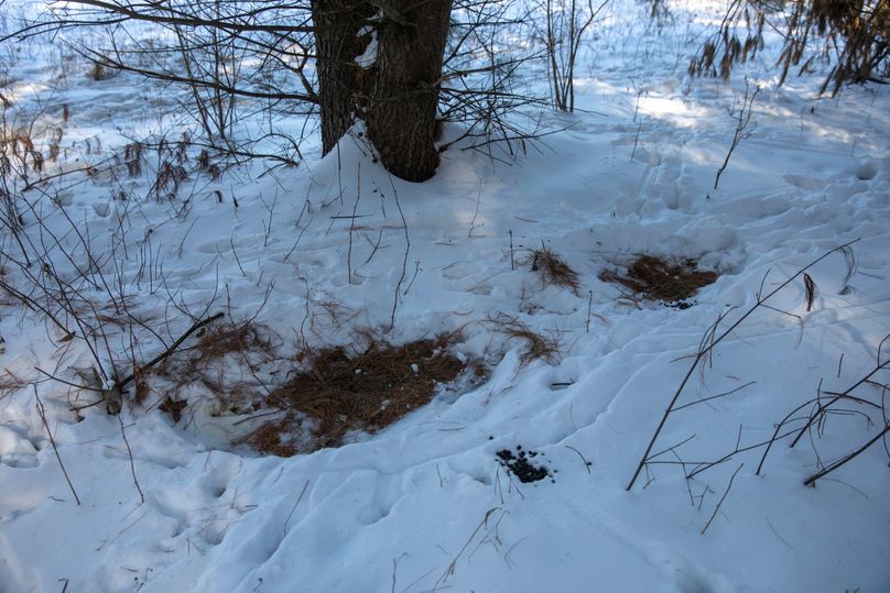 21 deer beds under the thermal cover of the pines