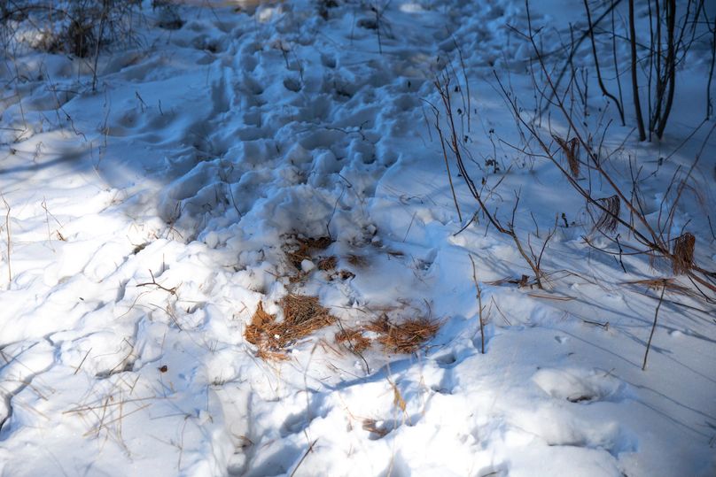 22 deer beds everywhere