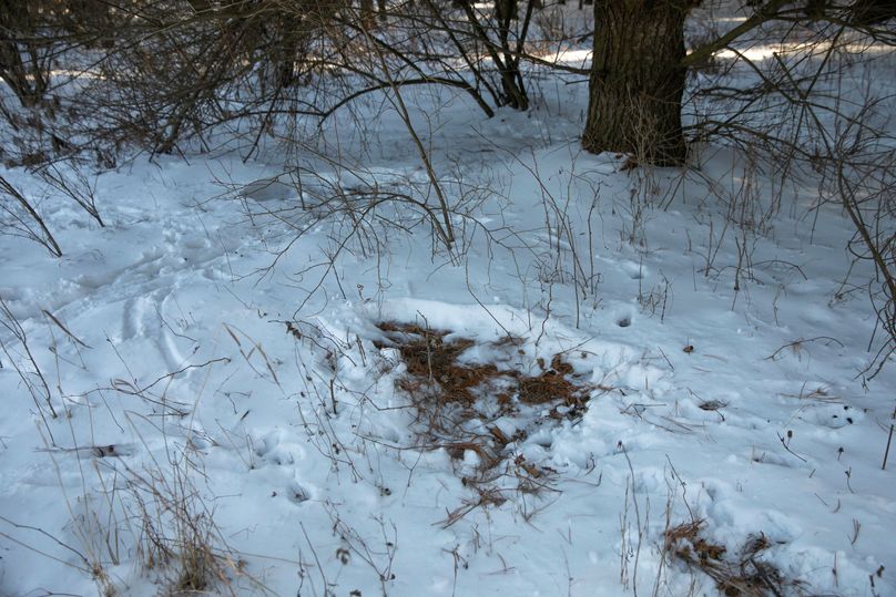 23 deer beds in cover adjacent to food plots