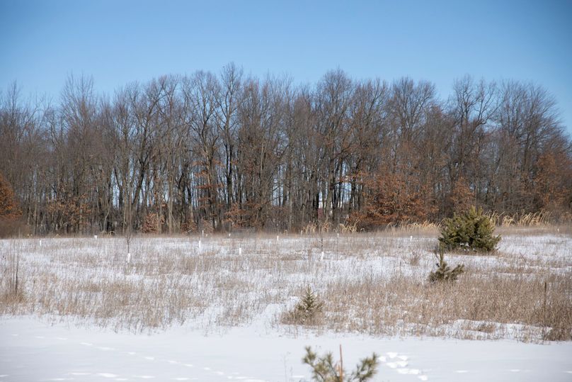 4 25-30 fruit trees including apple, pear and crabapple