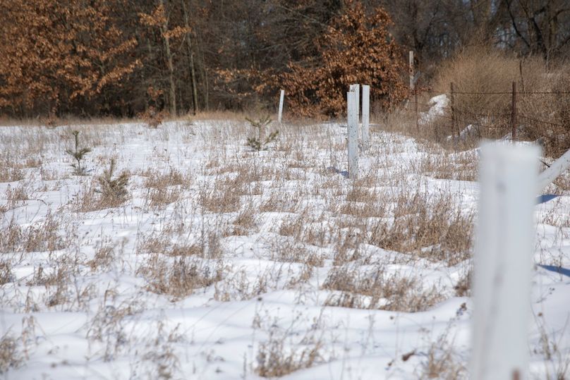 5 chestnut and conifer trees planted along various edges for future screening and cover