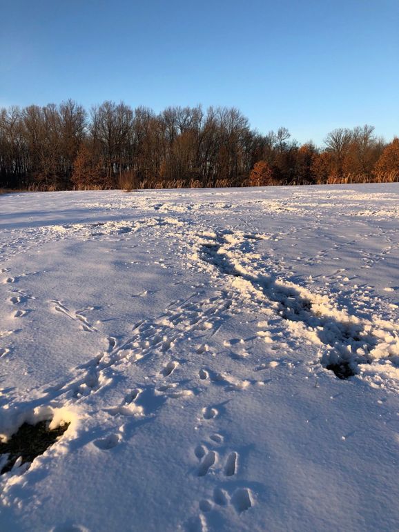 7 deer are hammering the food plots