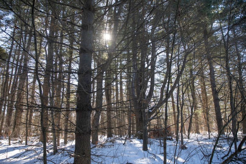 8 old growth timber in various areas throughout