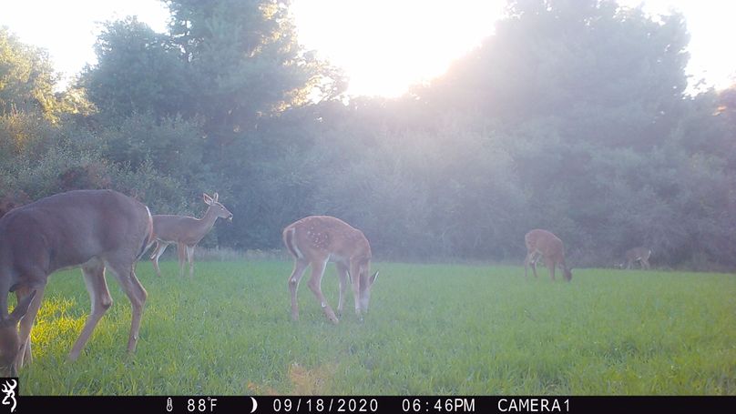 10 a trail cam pic