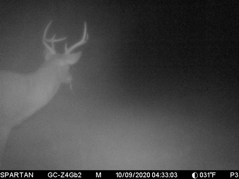 10 b trail cam pic