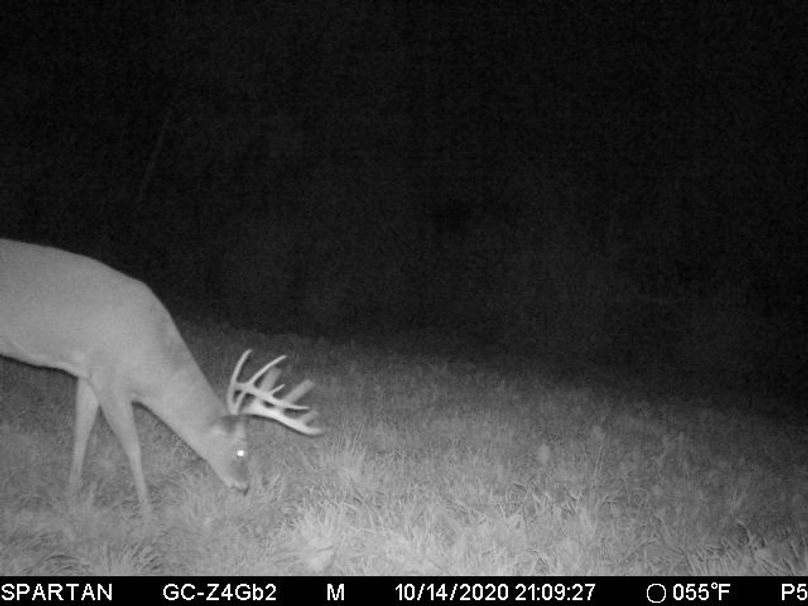 10 c trail cam pic