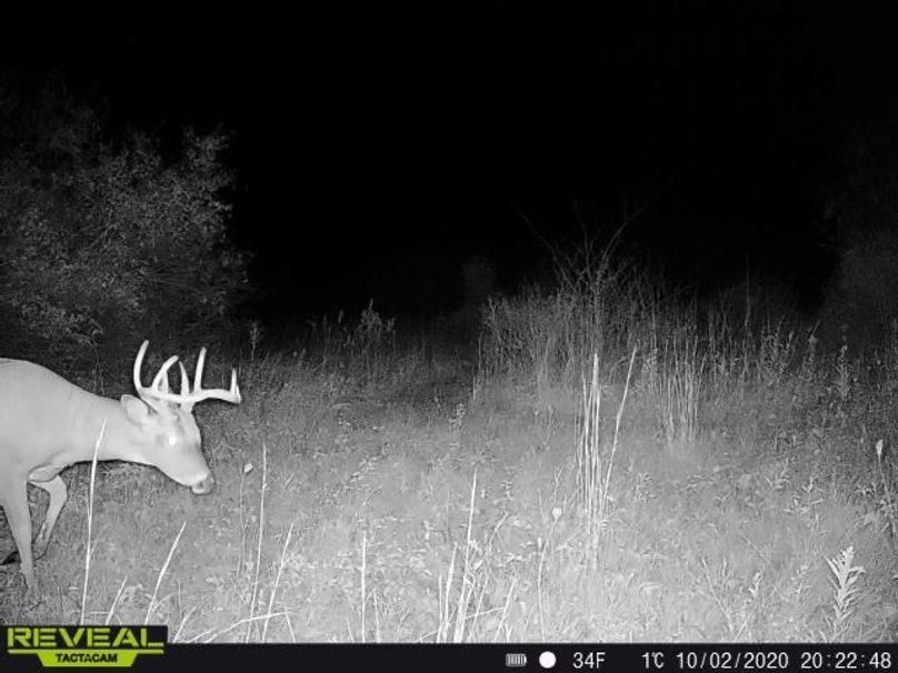 12 b trail cam pic