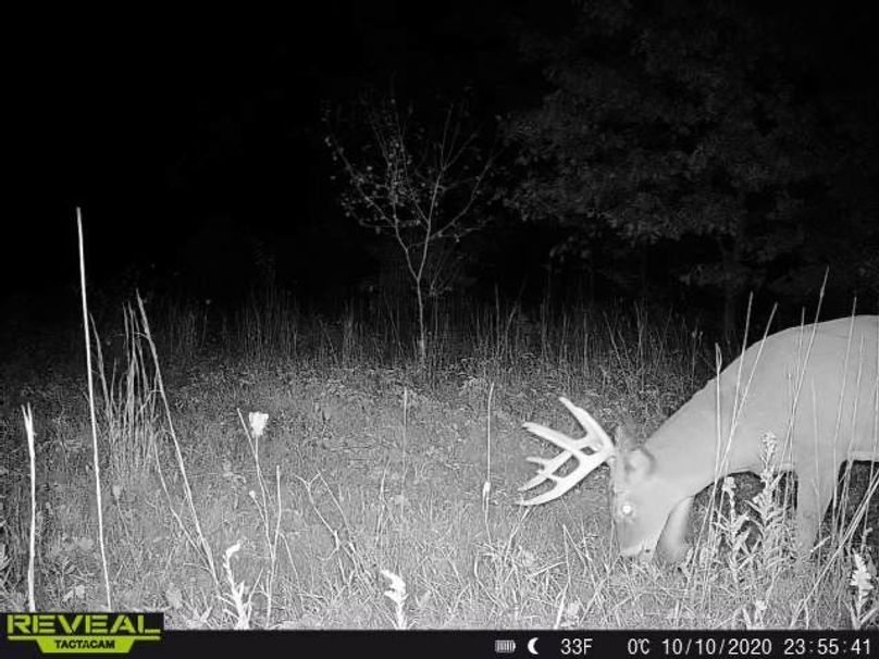 12 c trail cam pic