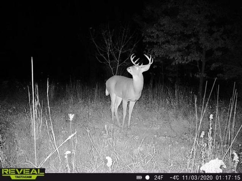 17 c trail cam pic
