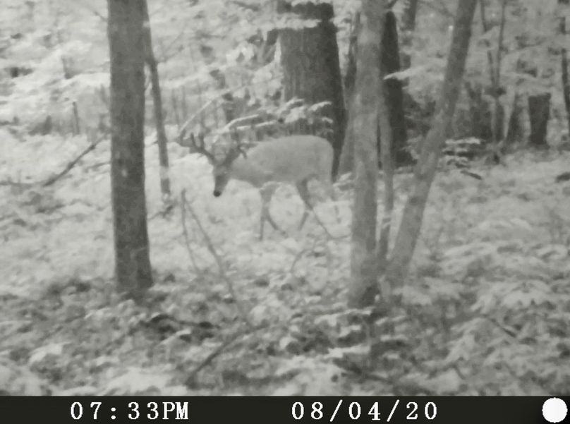 Trailcam2020