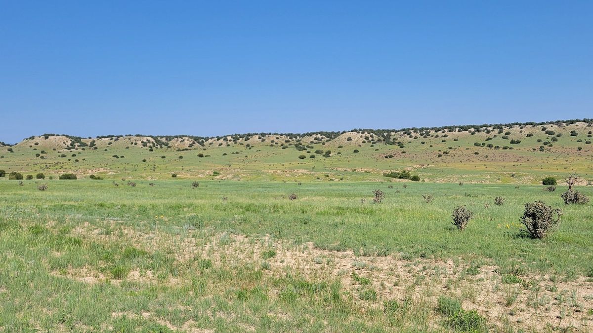 Large Acreage On Hatchet Ranch With Mountain Views Whitetail Properties