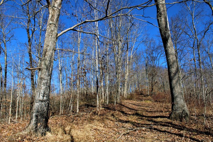 003 some young and some mature timber