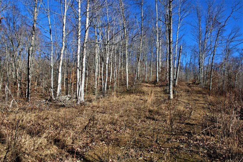 006 some great timber potential