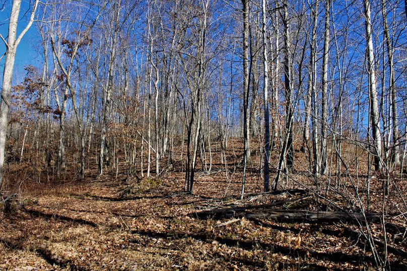 018 another shot of the great future timber potential