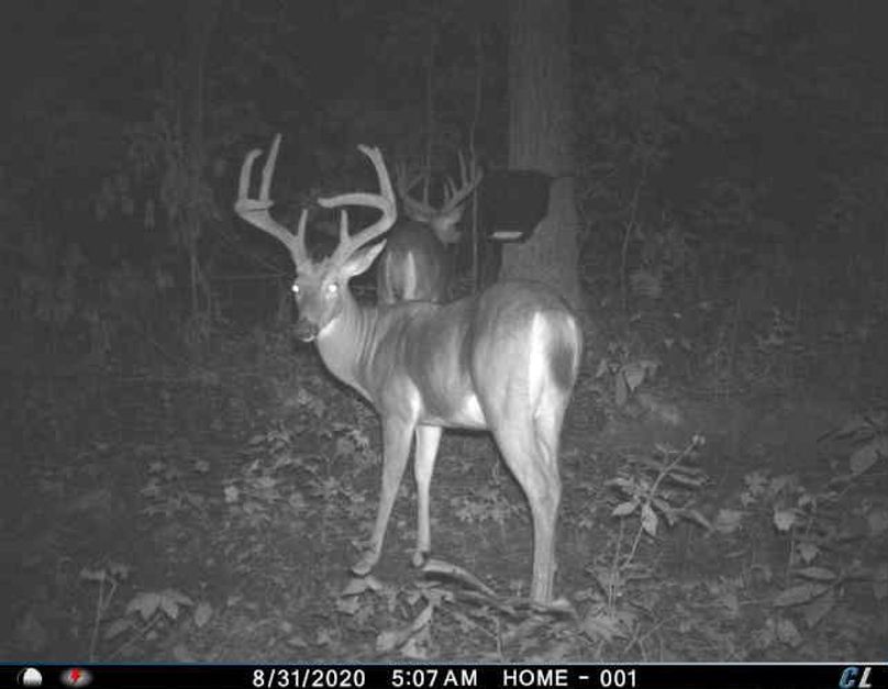 059 some mature bucks at a feeder (on adjacent property also available to purchase)