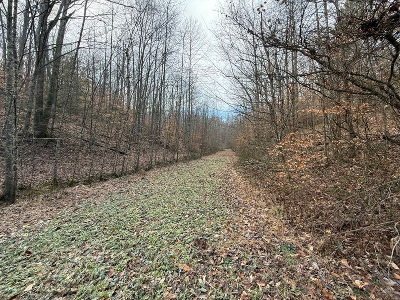 021 one of the food plots running up the left valley