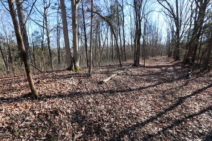 016 trail system leading through the big woods