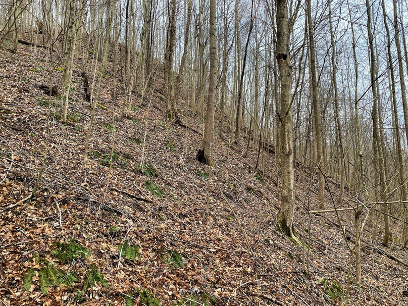 003 wooded hillside slope near the middle of the propertuy