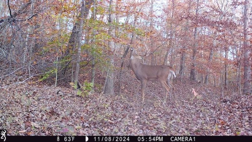 trail cam32