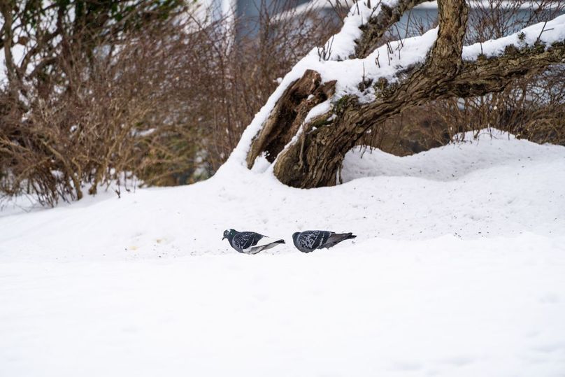 Lewis, WV 246 E 1st Wyllie-095