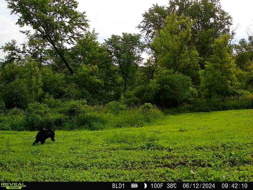 trailcam.Jackson35 - 2