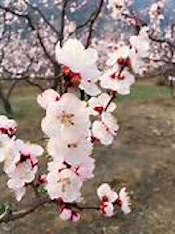 apricot blossoms