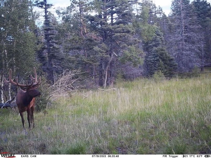 Copy of covert_1782803895