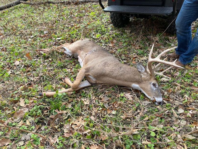 54.03 Houston Deer-3