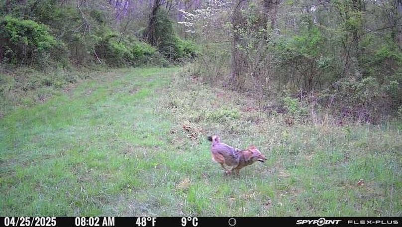 Morgan 111 Trail Cam 2