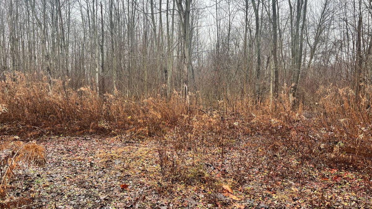 All Wooded Property In NE Ohio Whitetail Properties