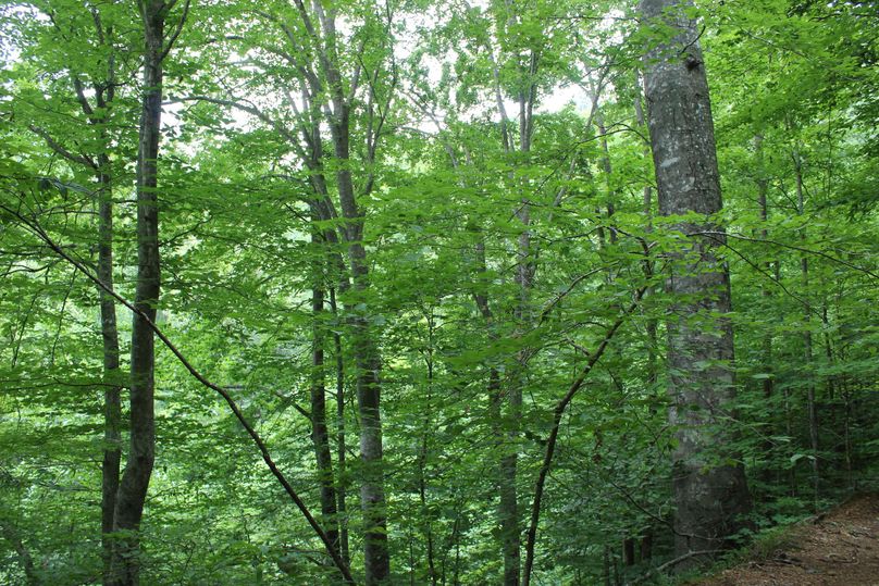 020 look at that giant American Beech!!