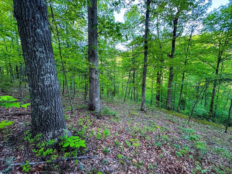 Wirt, WV 145.69 AC 273 Wildflower-38