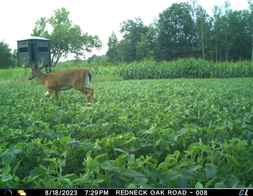 August 2023 Buck (Oak Road 2)