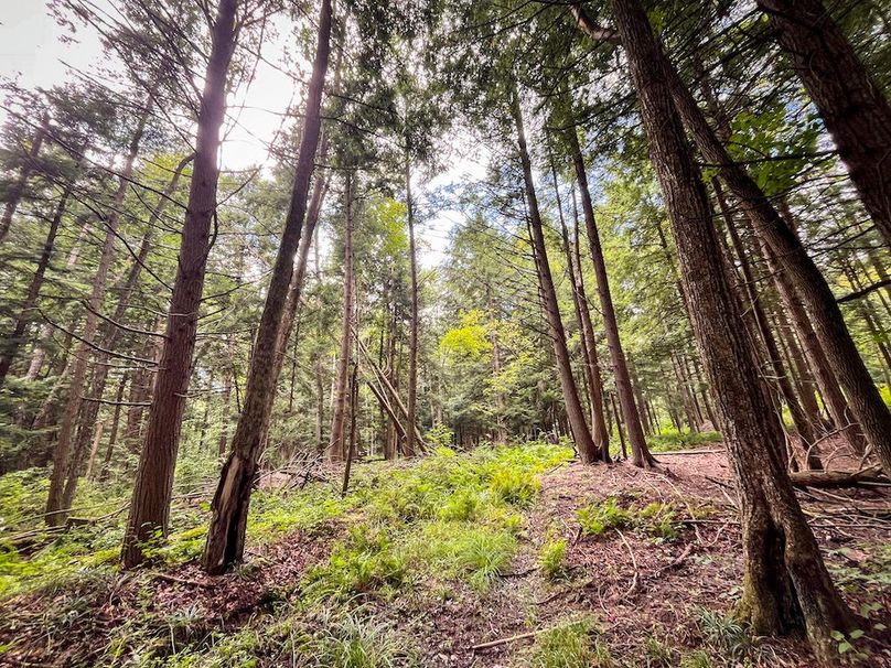 Chemung_60.55_Baumunk_Photos_1