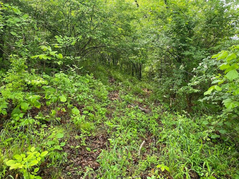 012 heavily worn game trail mid elevation on the east tract copy