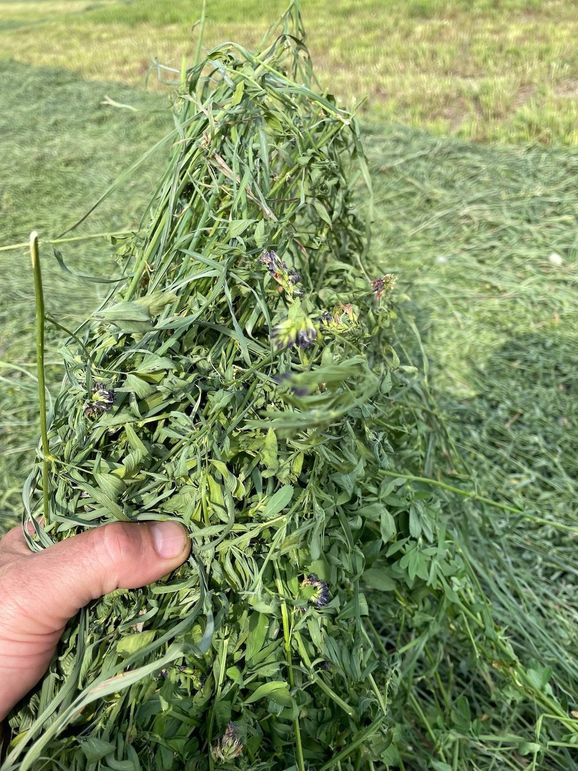 Alfalfa Grass Mix