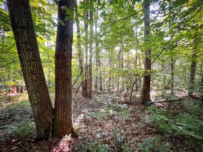 Tioga_82.5_Williams_Photos_20