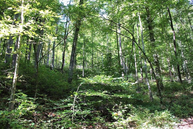 022 healthy mix of understory beneath the canopy in the southern area of the property