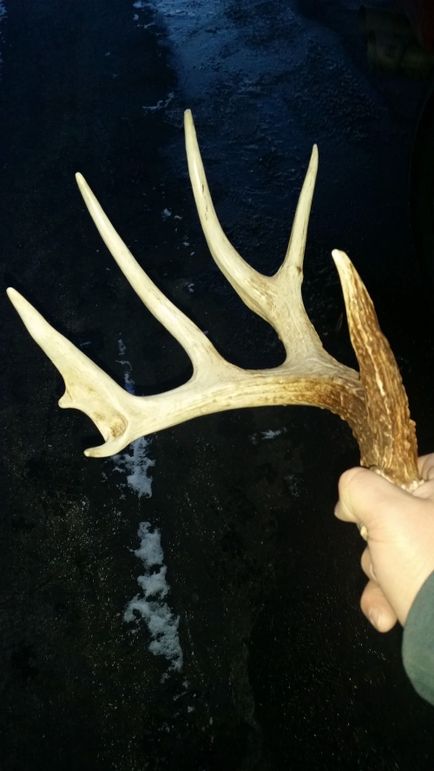 Sauk 174 Trailcam - 81