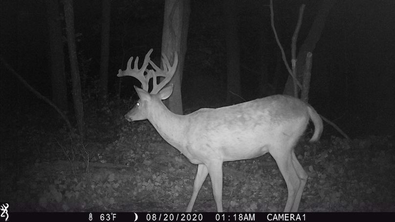 Sauk 174 Trailcam - 65
