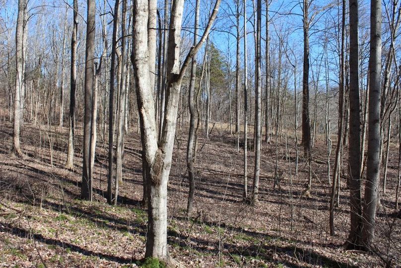014 the open forest habitat just to the north of the old homestead