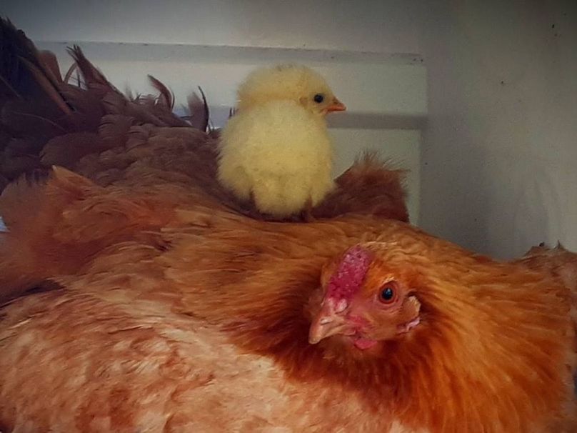 035 something is telling me, touching that chick would be a big mistake