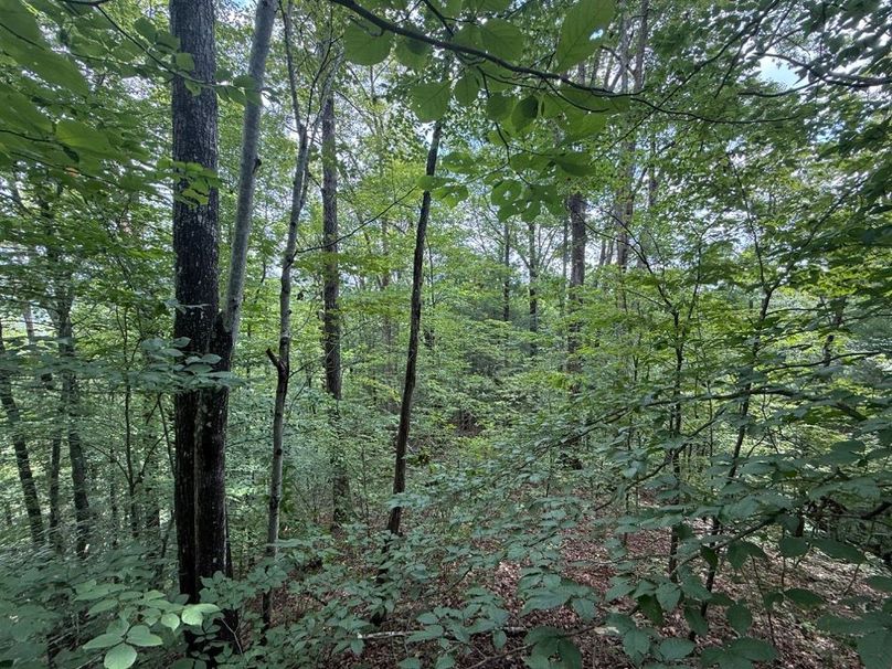 015 a north facing slope photo of the mature timber