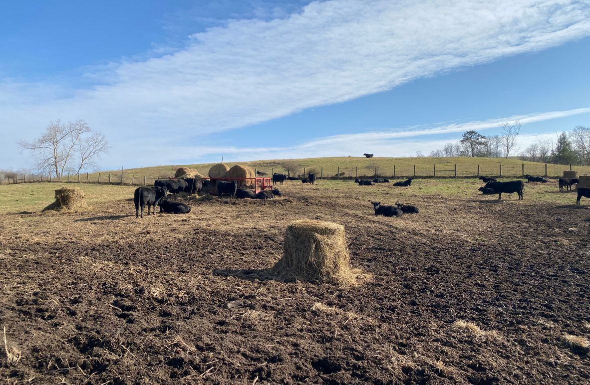 003 some of the residents enjoying a cool late November day copy