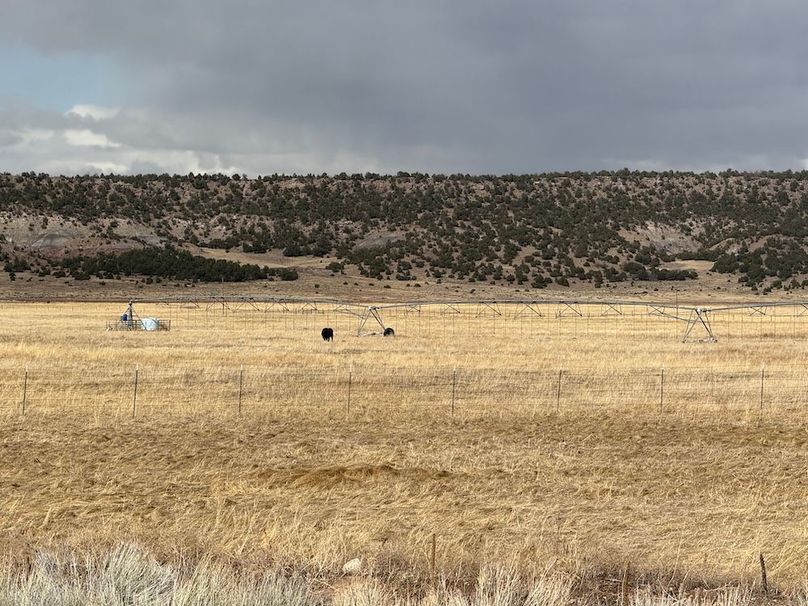 51.1_Pratt Hay field 3