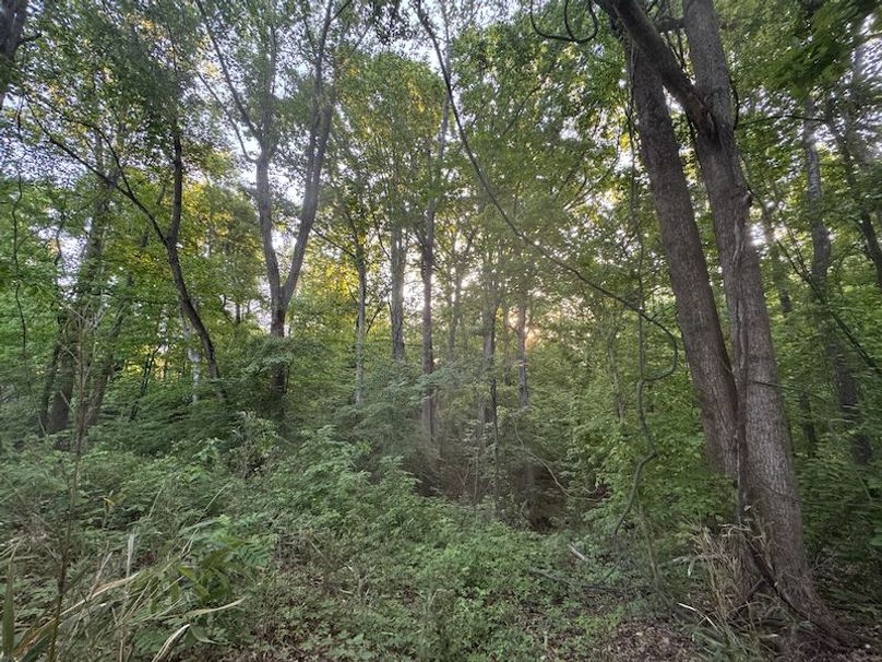 Desoto 8.3 Clement (Final Frontier) -25